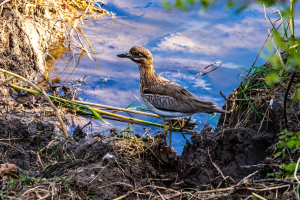 Water thick-knee, Mosi o Tunya, Zambia