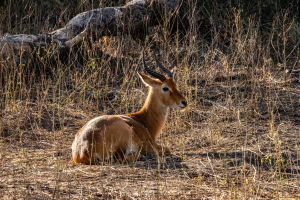 Impala, Mosi o Tunya, Zambia
