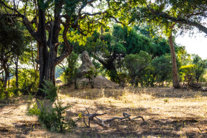 Termite mound