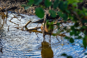 African Openbill, Mosi o Tunya, Zambia