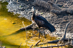African Openbill, Mosi o Tunya, Zambia