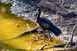 African Openbill, Mosi o Tunya, Zambia