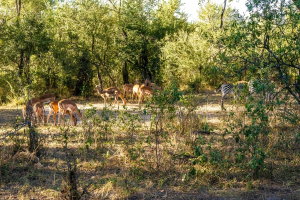 Impala, Mosi o Tunya, Zambia