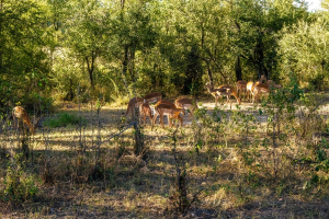 Impala, Mosi o Tunya, Zambia