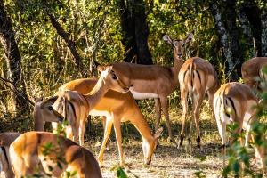 Impala, Mosi o Tunya, Zambia