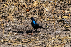 Meves's starling, Mosi o Tunya, Zambia