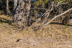 Meves's starling, Mosi o Tunya, Zambia