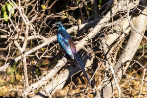 Meves's starling, Mosi o Tunya, Zambia