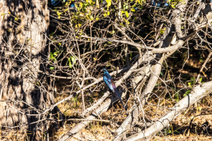 Meves's starling, Mosi o Tunya, Zambia