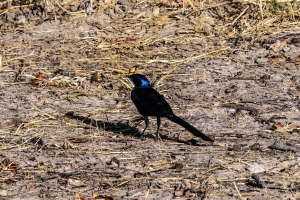 Meves's starling, Mosi o Tunya, Zambia