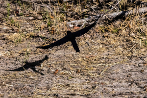 Meves's starling, Mosi o Tunya, Zambia