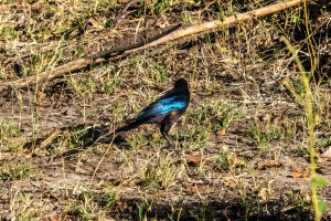 Meves's starling, Mosi o Tunya, Zambia