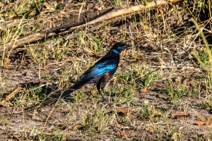 Meves's starling, Mosi o Tunya, Zambia