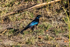 Meves's starling, Mosi o Tunya, Zambia