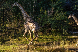Giraffe, Mosi o Tunya, Zambia