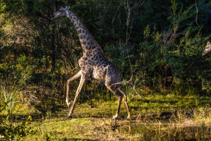 Giraffe, Mosi o Tunya, Zambia