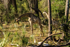 Giraffe, Mosi o Tunya, Zambia