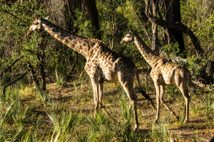 Giraffe, Mosi o Tunya, Zambia