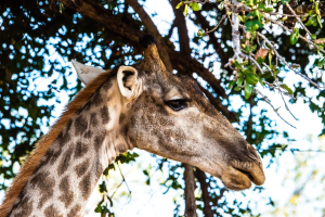 Giraffe, Mosi o Tunya, Zambia