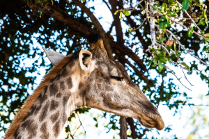Giraffe, Mosi o Tunya, Zambia
