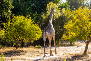 Giraffe, Zambia