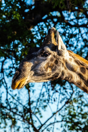 Giraffe, Mosi o Tunya, Zambia