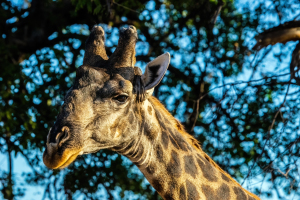 Giraffe, Mosi o Tunya, Zambia