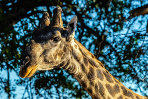 Giraffe, Mosi o Tunya, Zambia