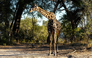 Giraffe, Mosi o Tunya, Zambia