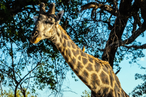 Giraffe, Mosi o Tunya, Zambia