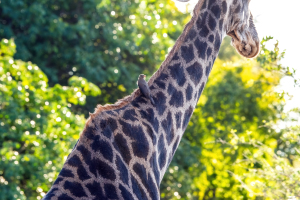 Giraffe, Mosi o Tunya, Zambia