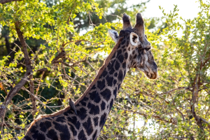 Giraffe, Mosi o Tunya, Zambia