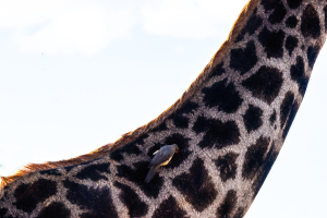 Giraffe with red-billed Oxpecker , Mosi o Tunya, Zambia