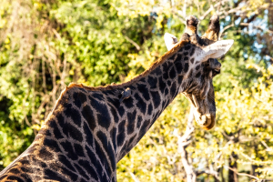 Giraffe, Mosi o Tunya, Zambia