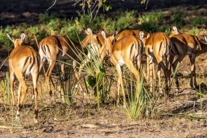 Impala, Mosi o Tunya, Zambia