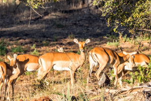 Impala, Mosi o Tunya, Zambia