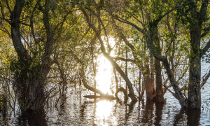 Zambezi river, Mosi o Tunya, Zambia