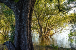 Zambezi river, Mosi o Tunya, Zambia