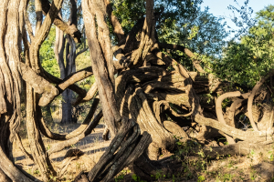 Mosi o Tunya National Park, Zambia