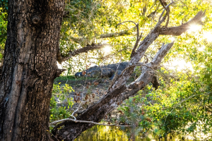 Croc, Mosi o Tunya National Park, Zambia
