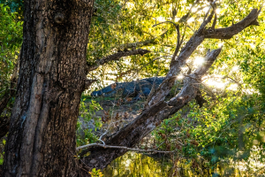 Croc, Mosi o Tunya National Park, Zambia