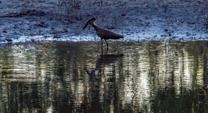 Hamerkop, Mosi o Tunya, Zambia