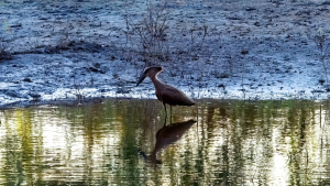 Hamerkop, Mosi o Tunya, Zambia