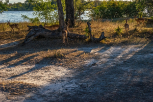 Impala, Mosi o Tunya, Zambia