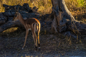 Impala, Mosi o Tunya, Zambia