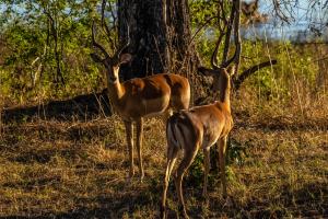 Impala, Mosi o Tunya, Zambia