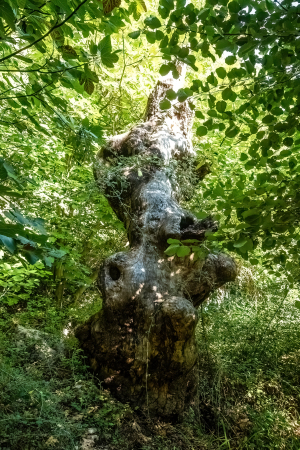 Acheron Gorge, Greece