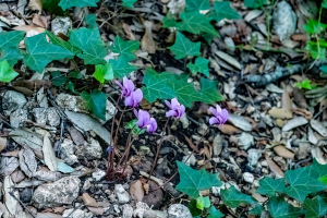 Acheron Gorge, Greece