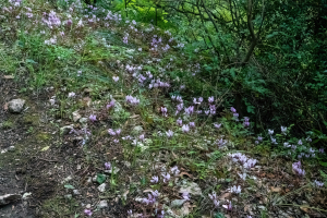 Acheron Gorge, Greece