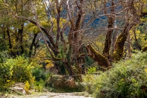Acheron Gorge, Greece